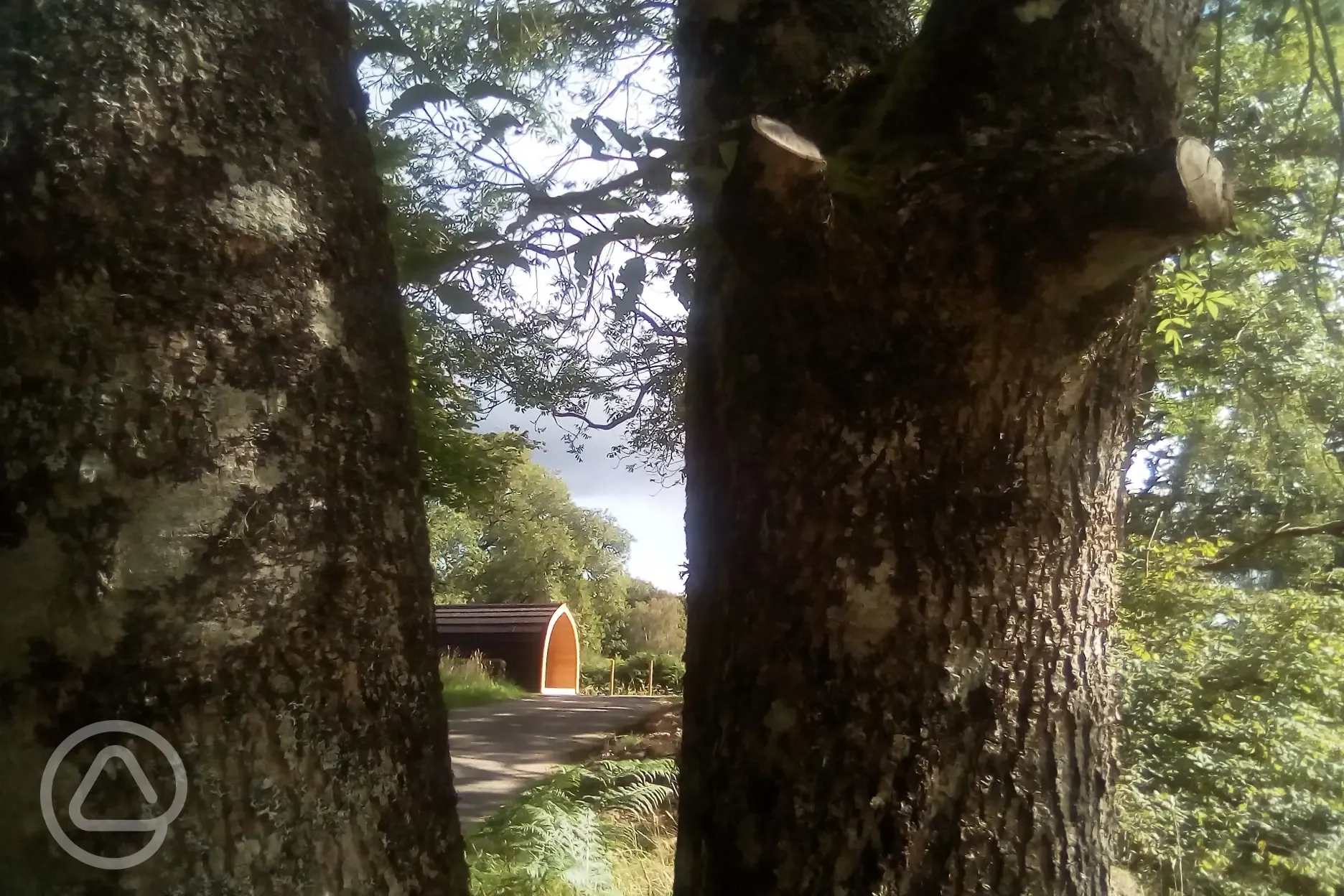 Woodland setting surrounded by trees