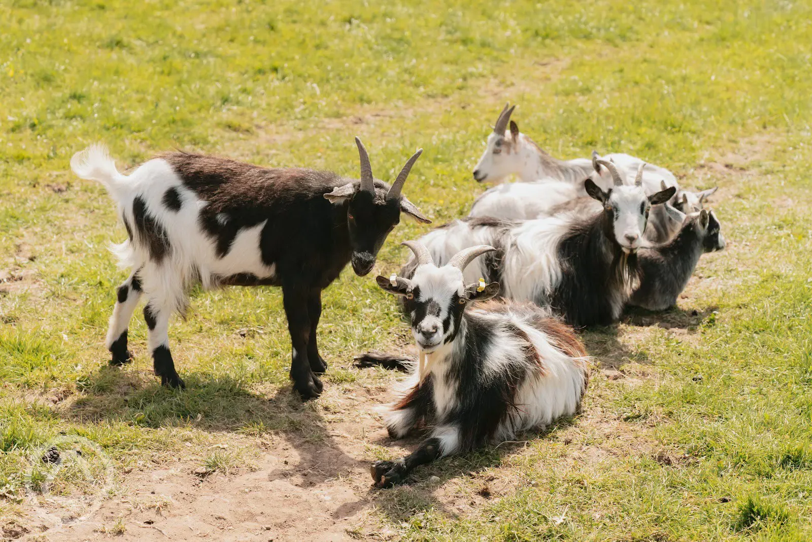 Goats on the farm
