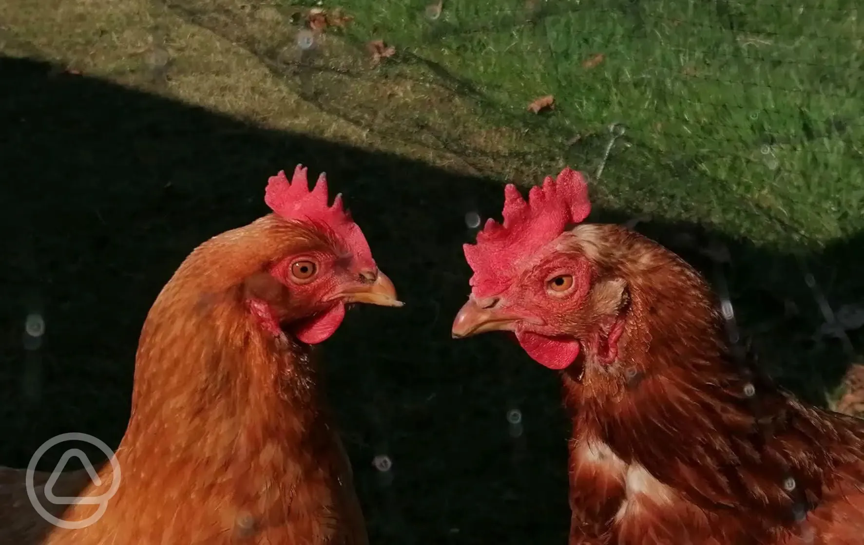 Meet our friendly chickens