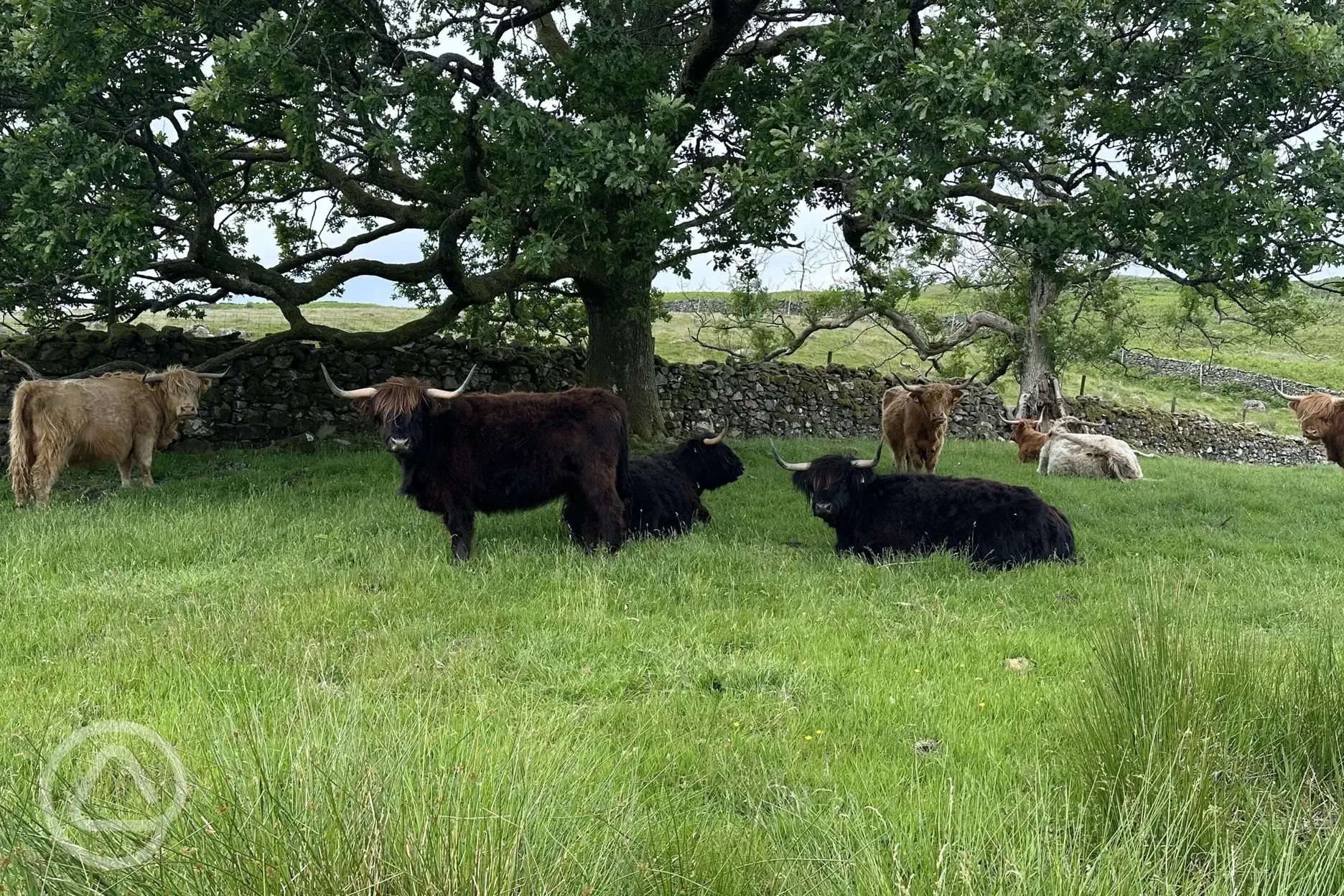 Highland cows grazing on the farm