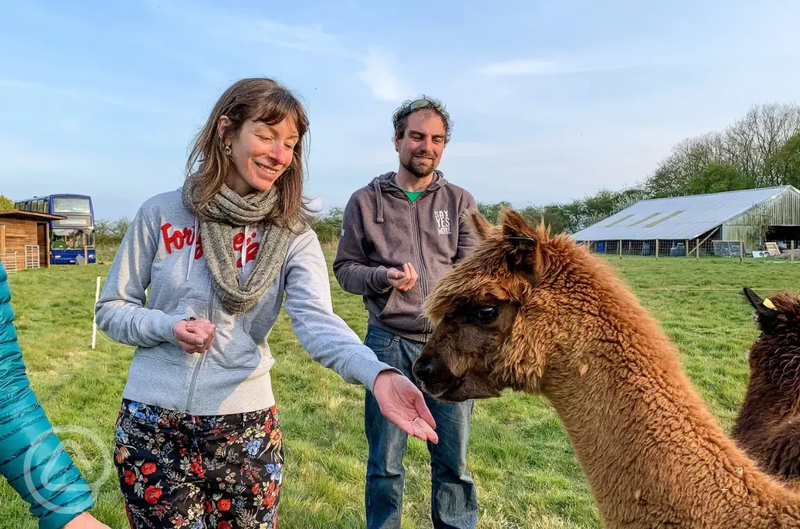 Alpaca feeding