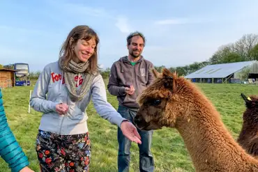 Alpaca feeding at The Big Sky Hideaway