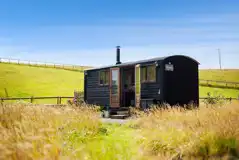 Polypody shepherd's hut