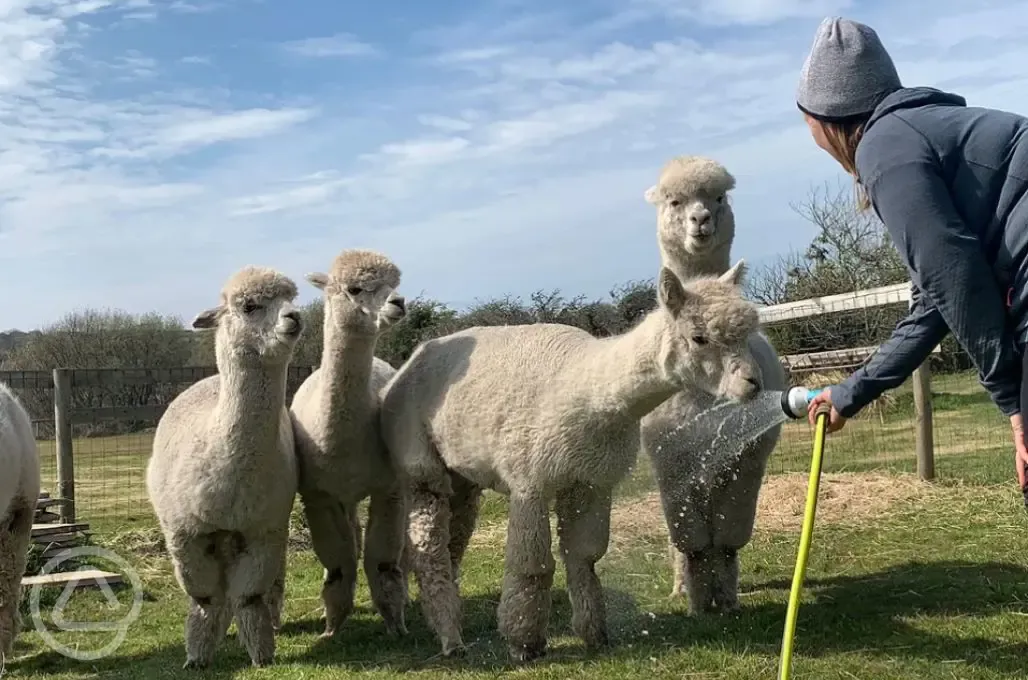 Llamas 