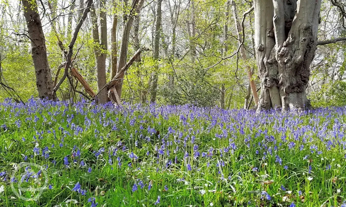 Sneaton Forest - ten minute walk from the site