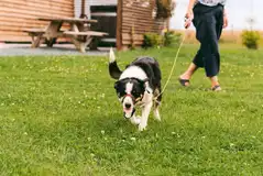 Dog friendly glamping Dog friendly glamping