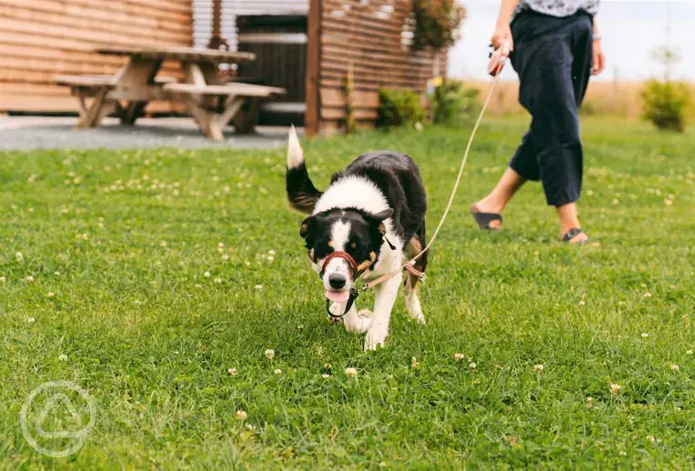 Dog friendly glamping