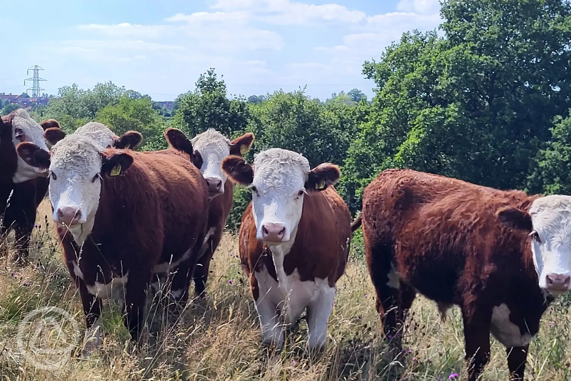 Onsite cows