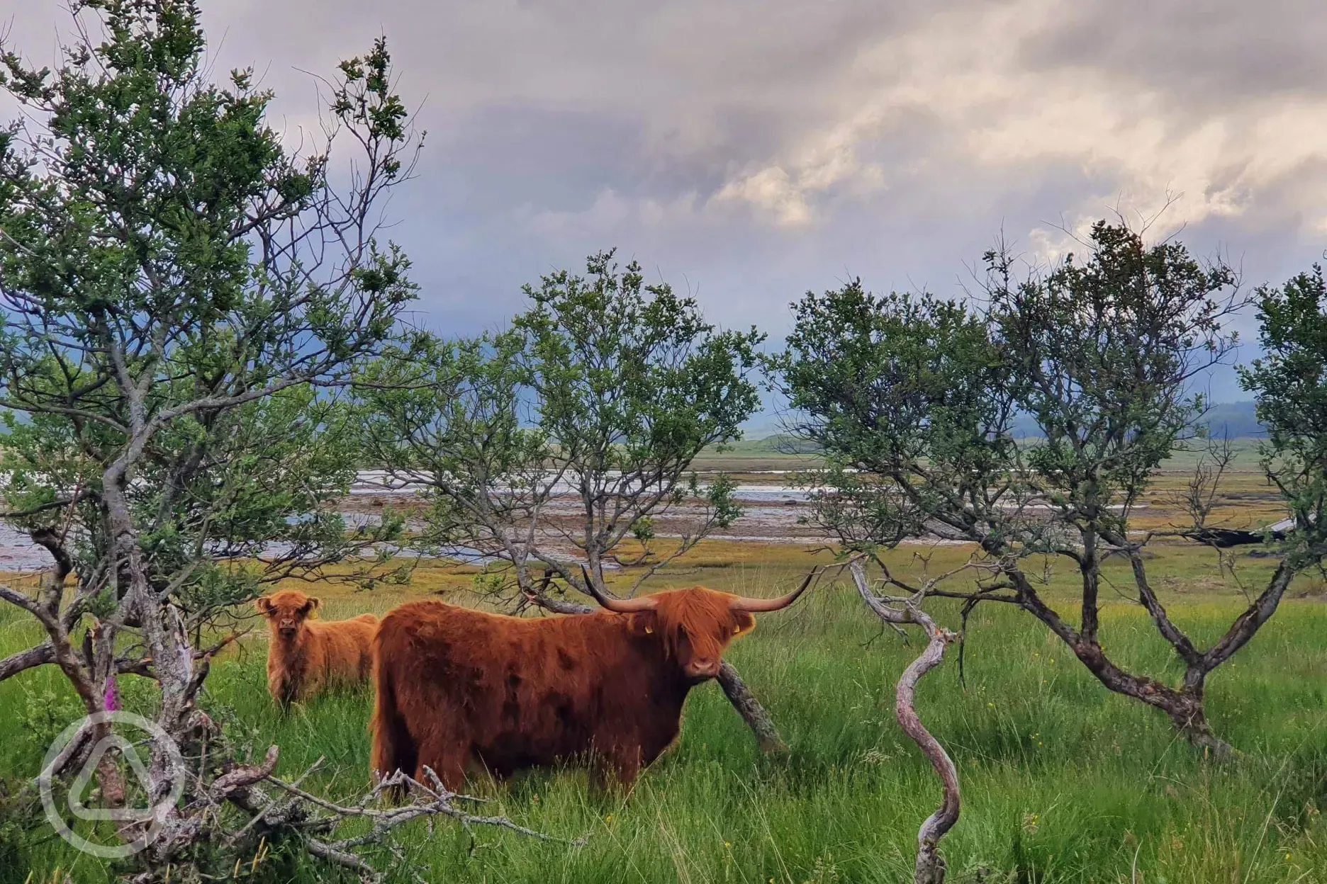 Highland cows nearby