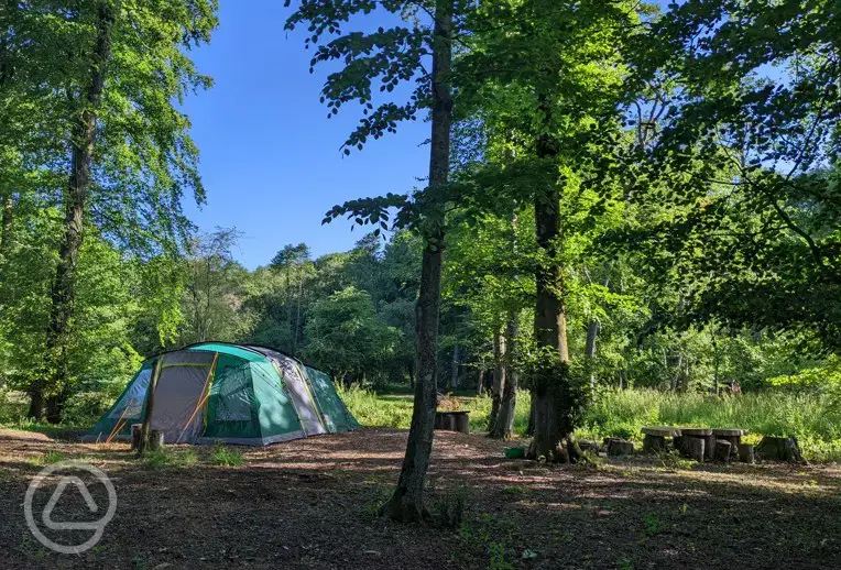 Camp under the trees