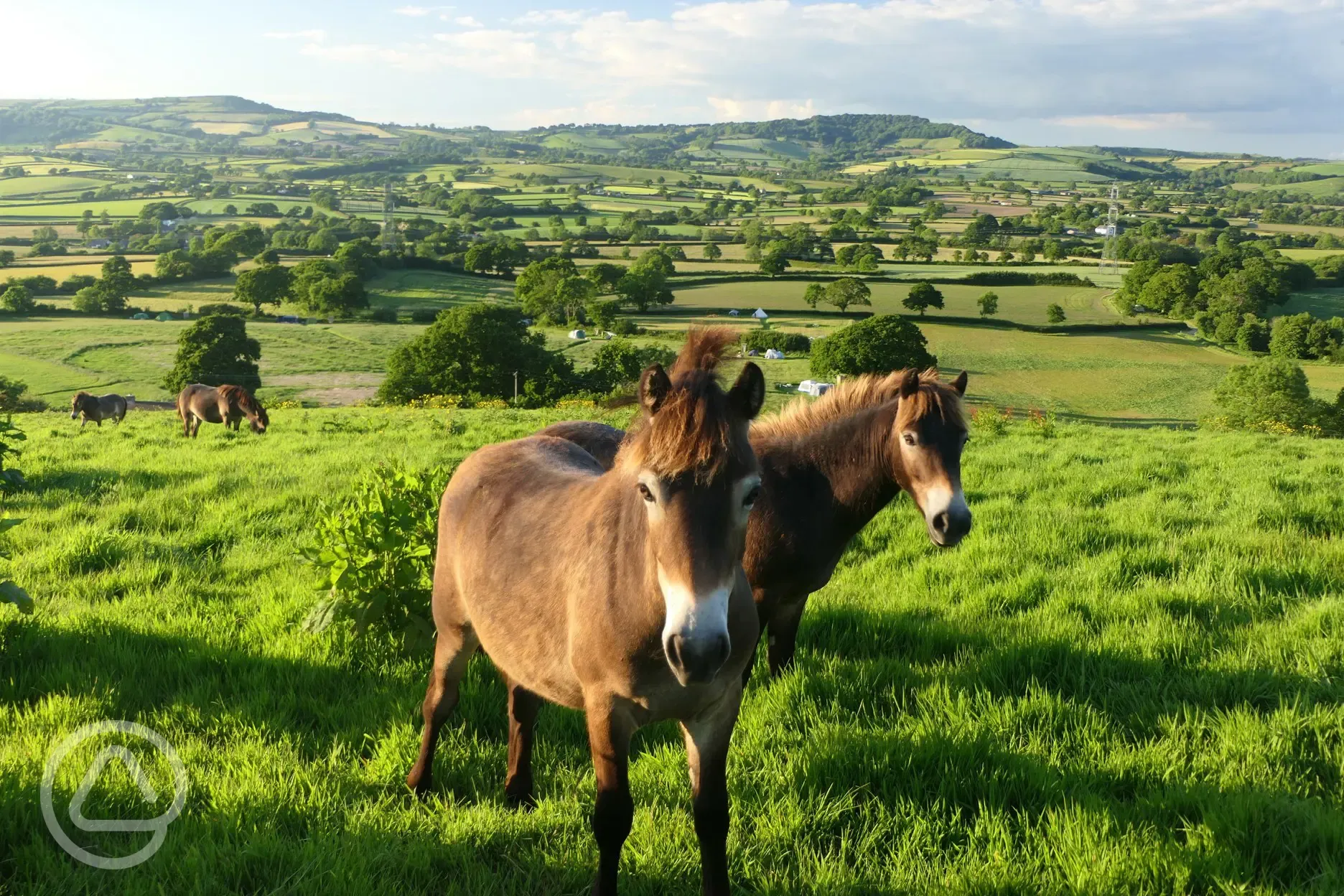 The Exmoor ponies