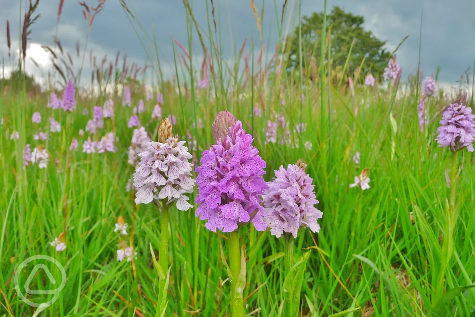 Our meadows are full of colour in early summer with plentiful wild orchids