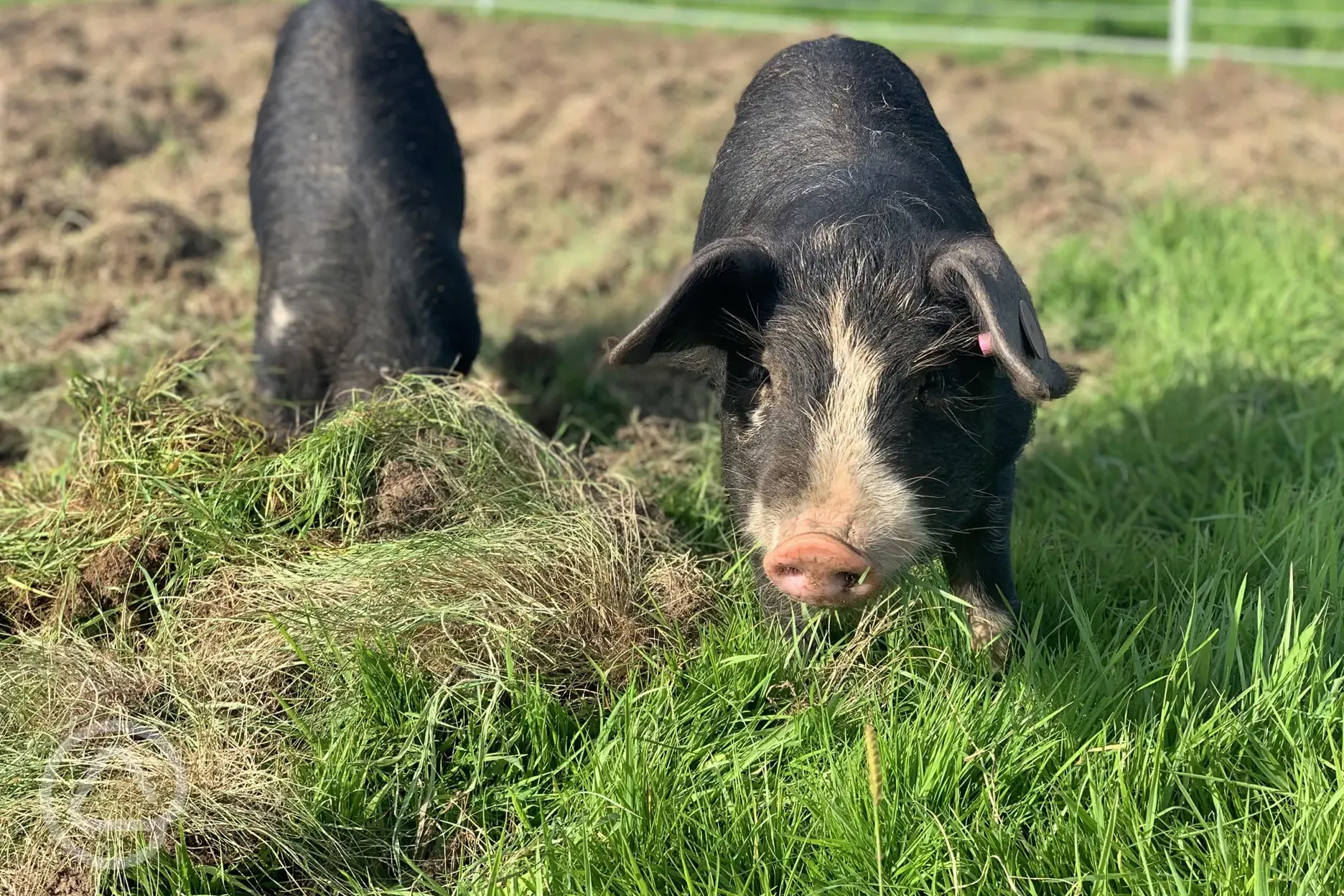 Meet the pigs