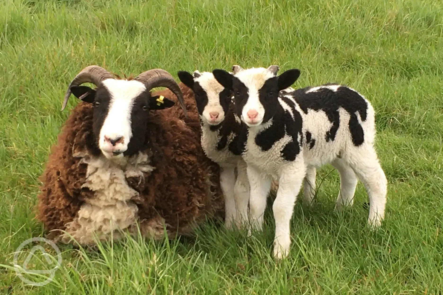 Cows on the farm