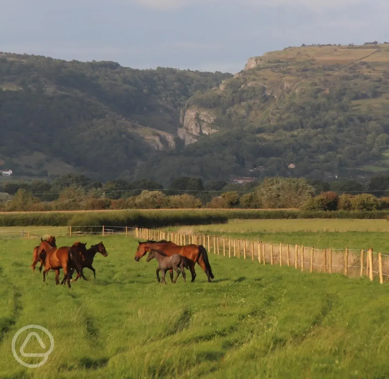 Neighbouring horses