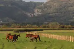 Neighbouring horses