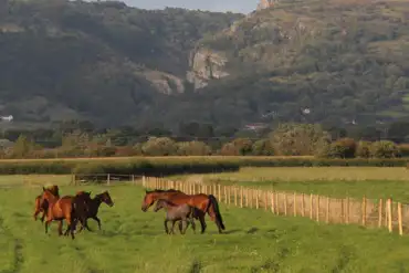 Neighbouring horses