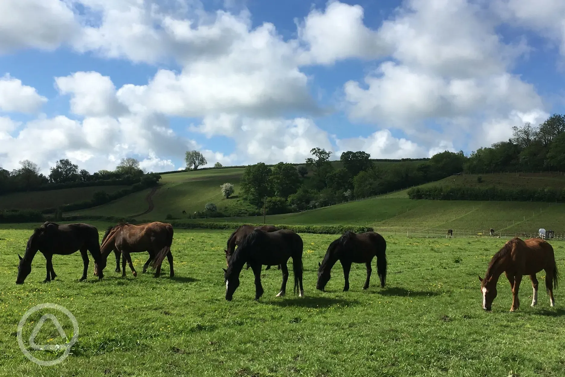 Horses on the farm