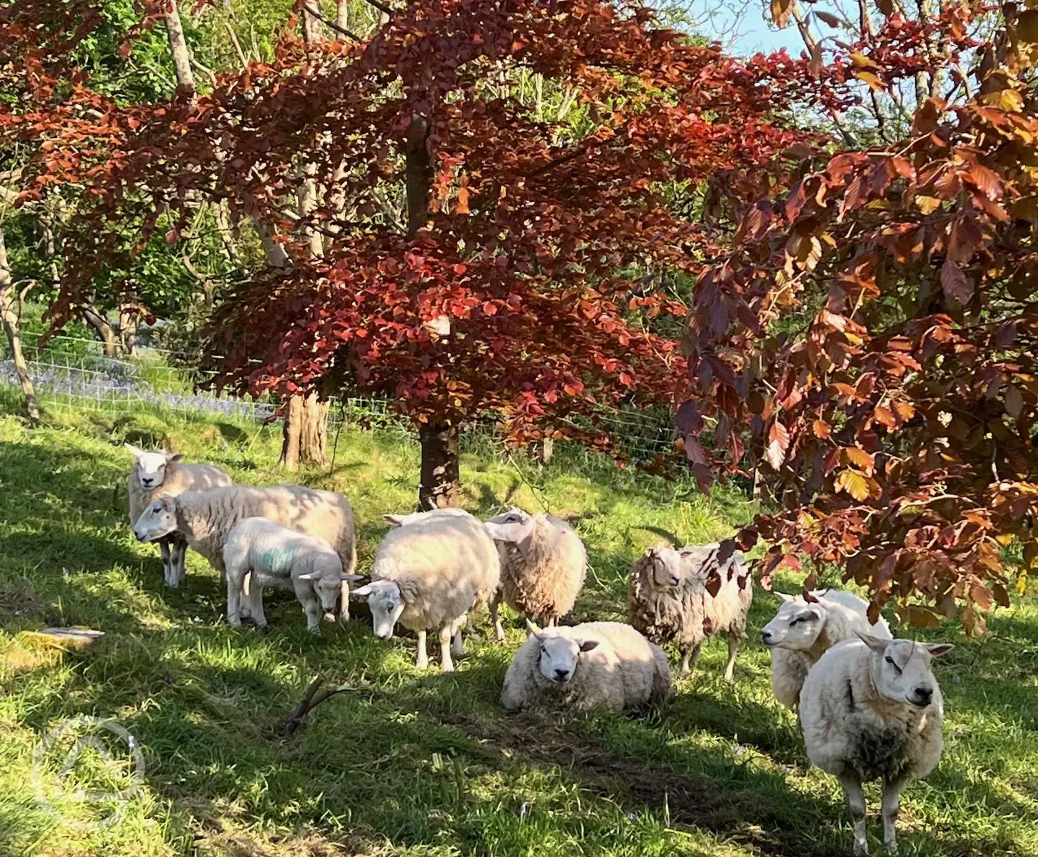 Local woodland walk