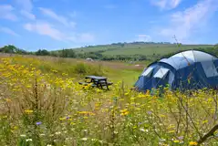 Non electric grass tent pitches at Preseli Glamping