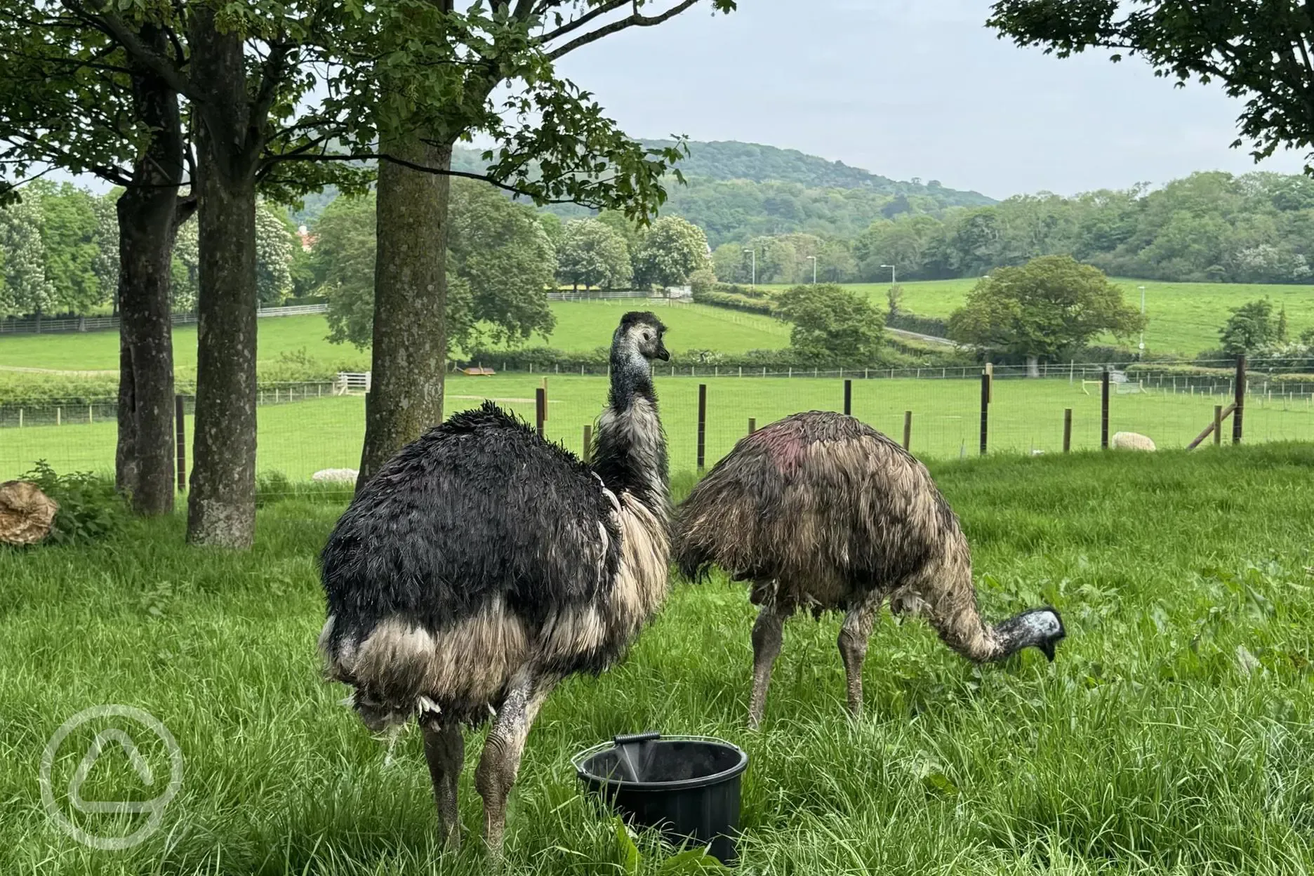 Emu's