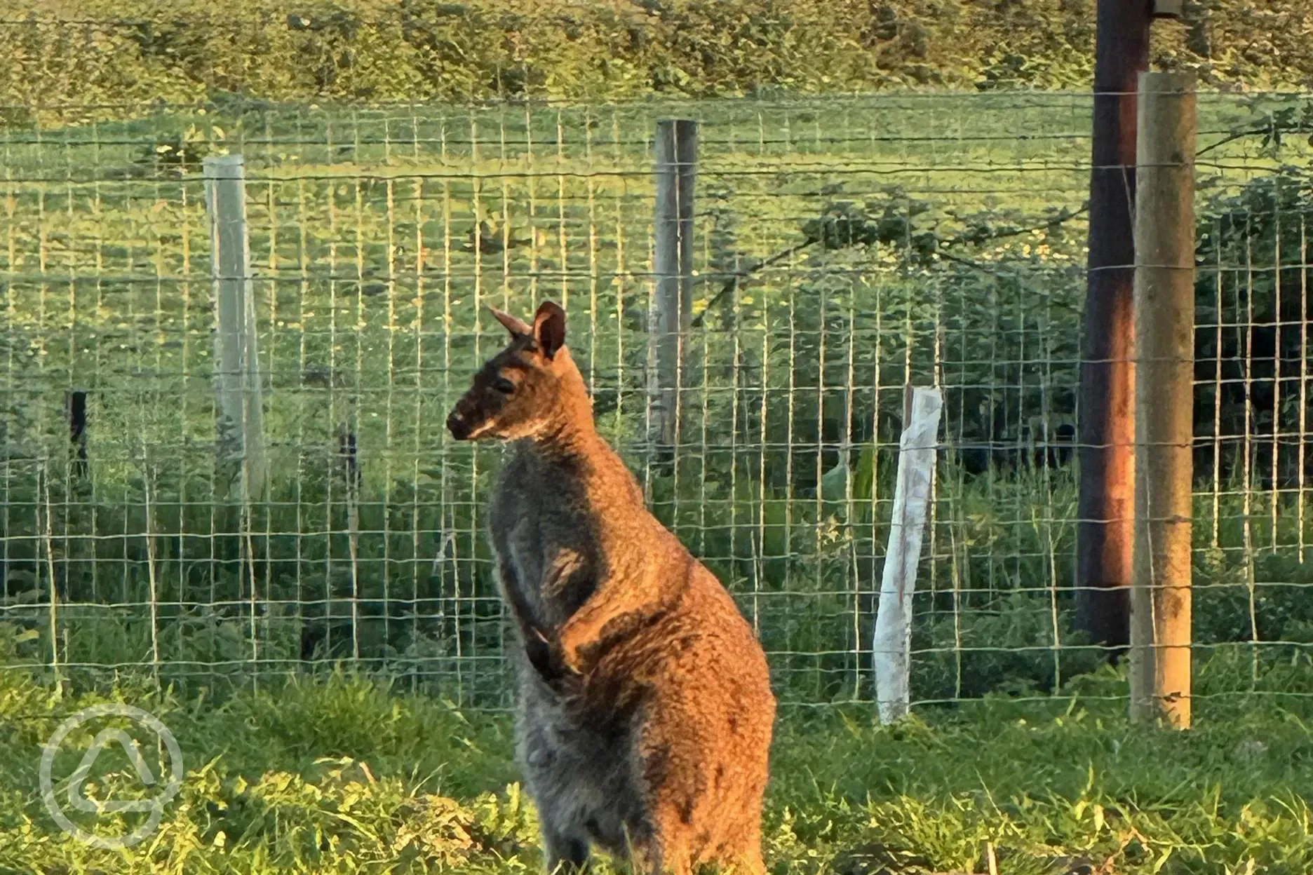 Skippy the Kangaroo