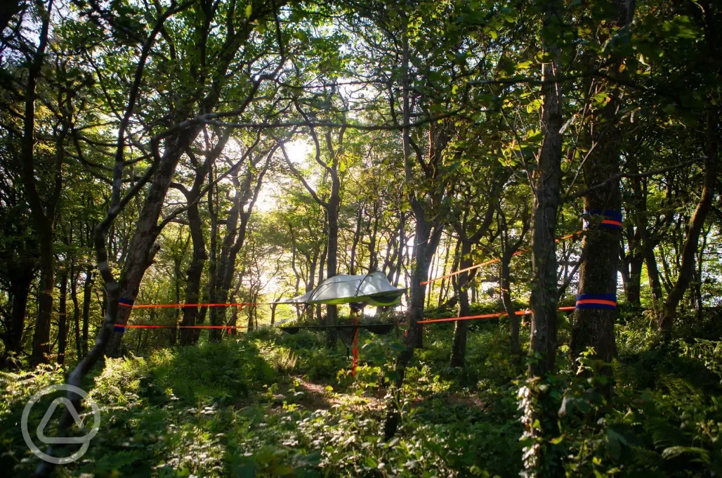 Tree pitches with ready tent