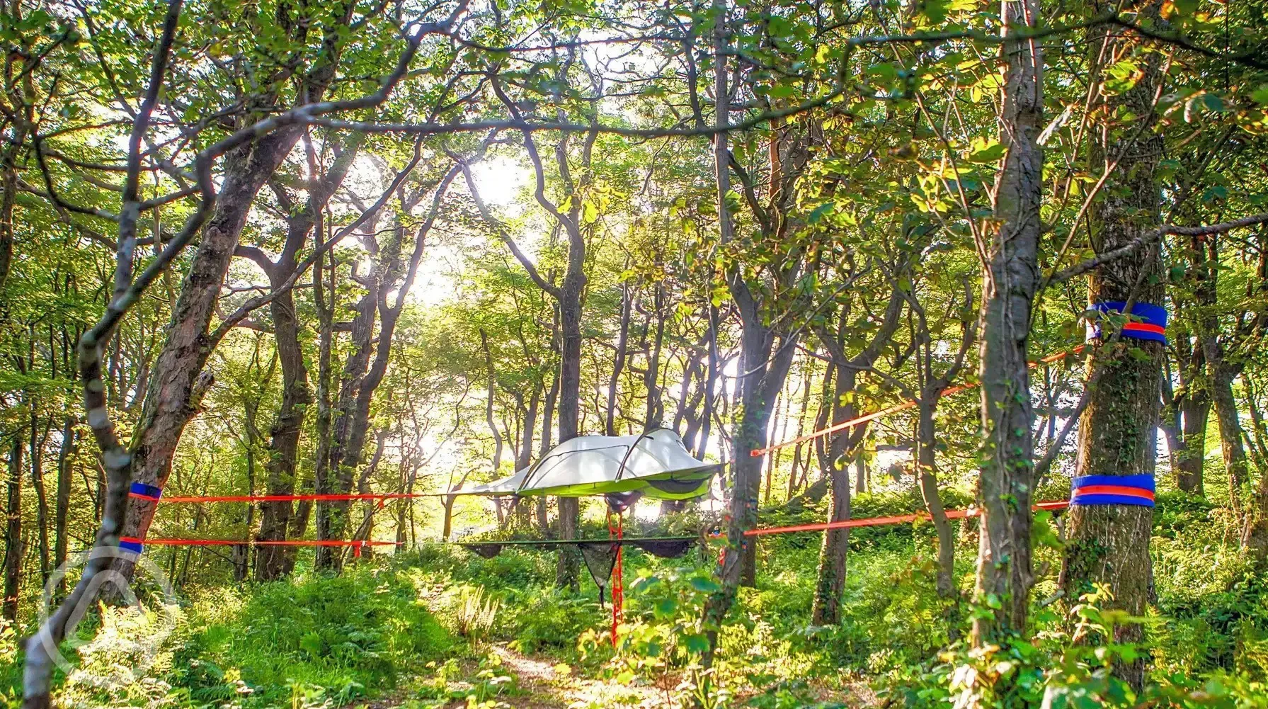 Tree pitches with ready tent
