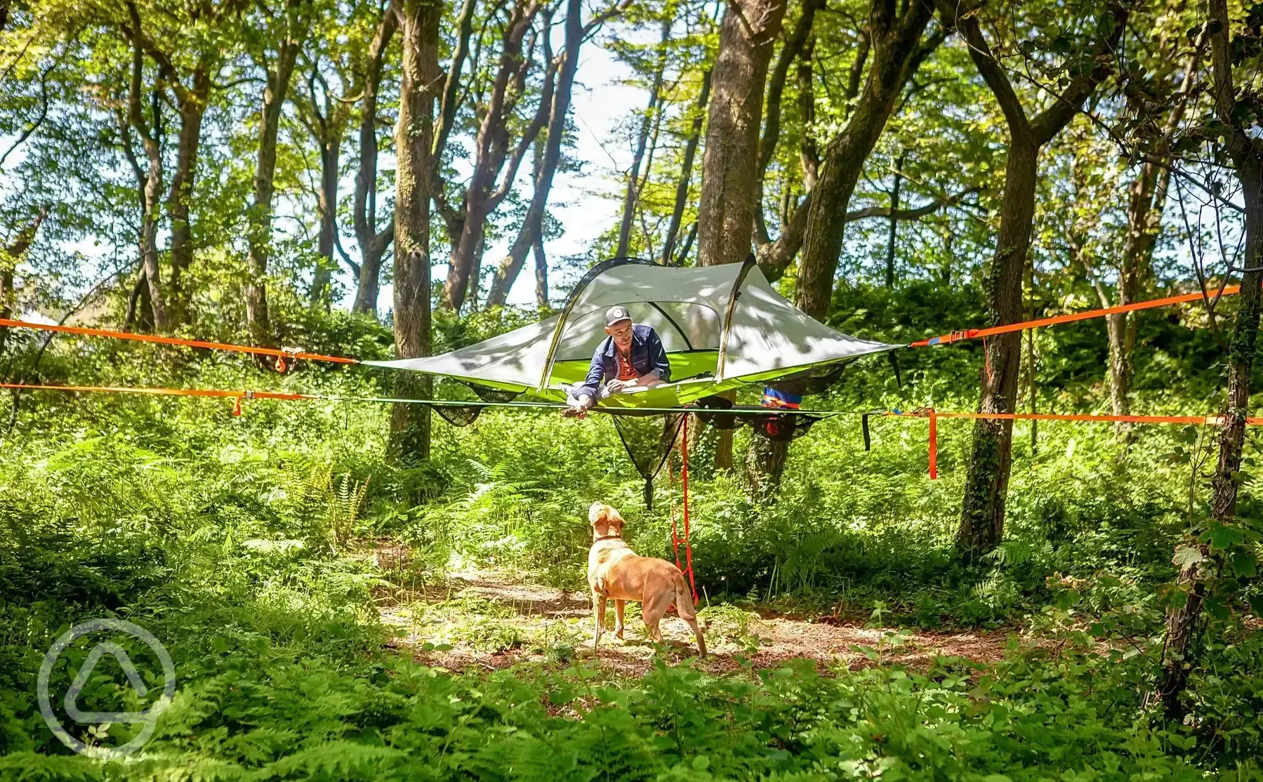 Tree pitches with ready tent