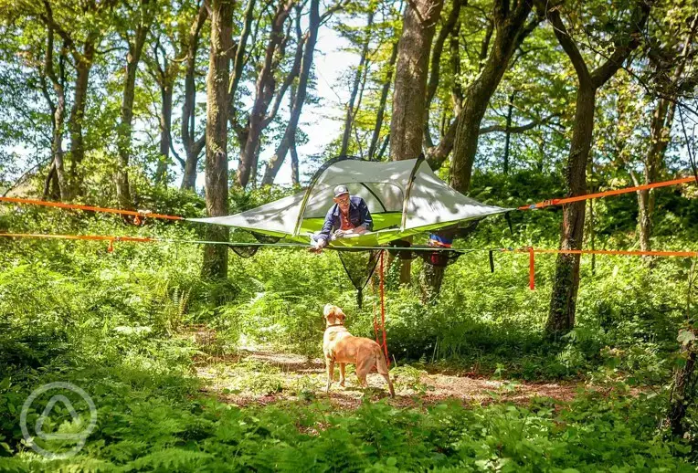 Tree pitches with ready tent