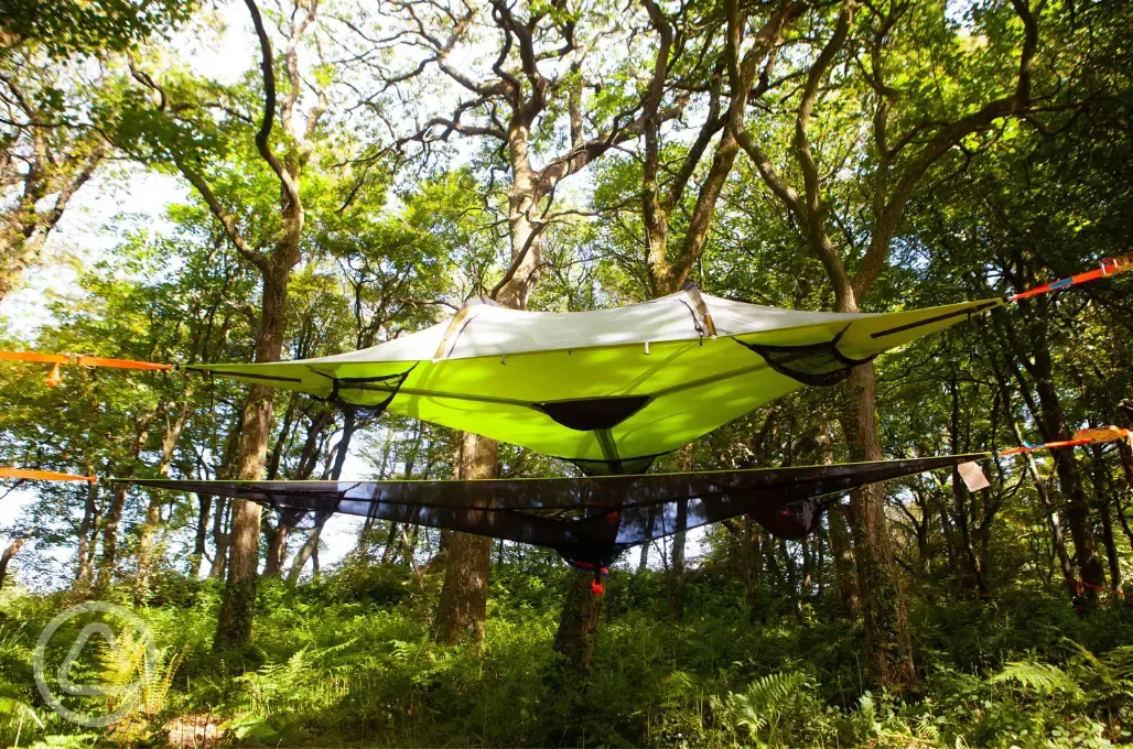 Tree pitches with ready tent