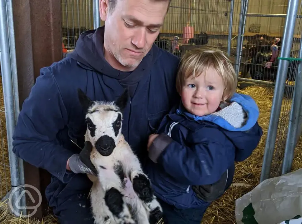 Child and lamb