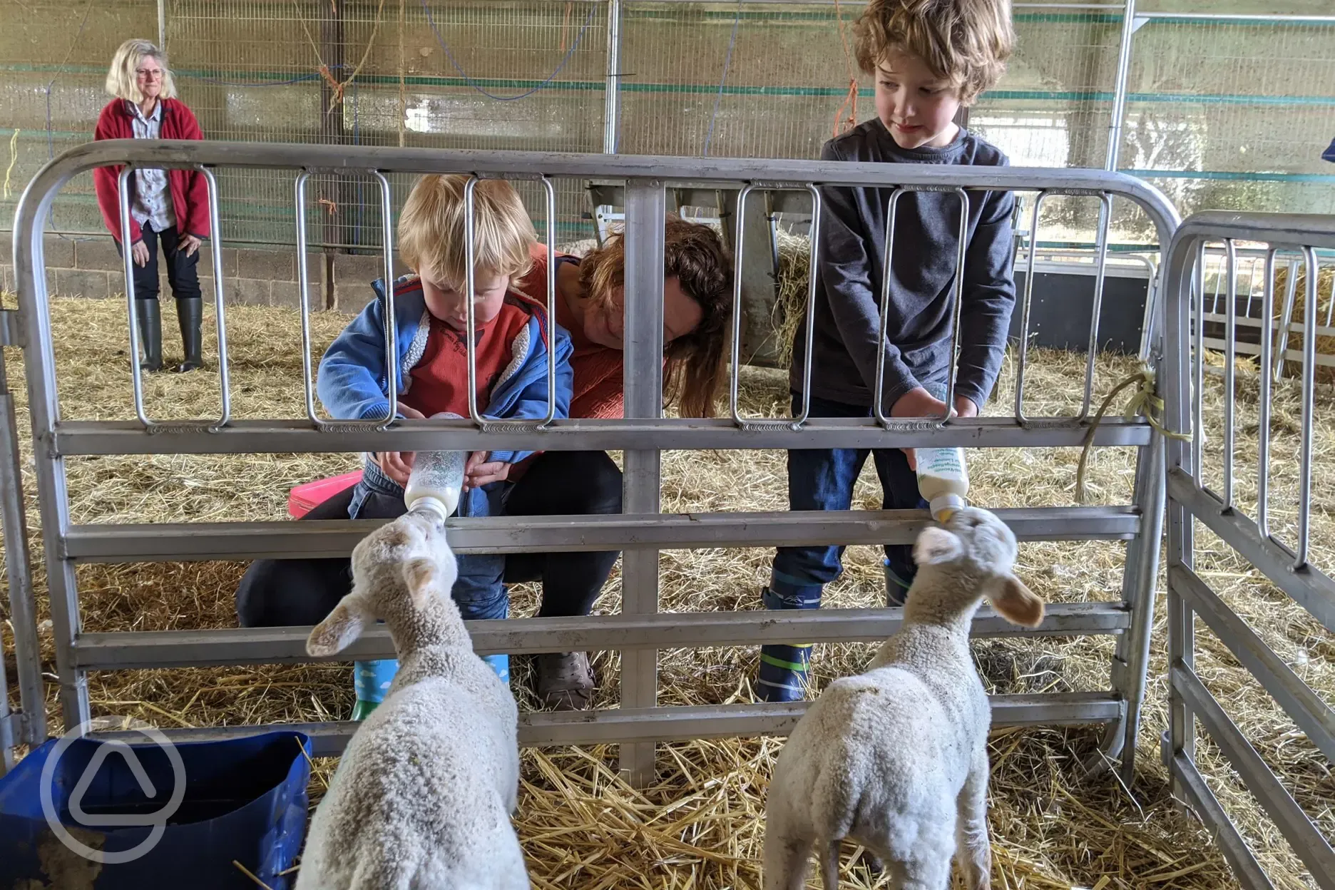 Feeding lambs