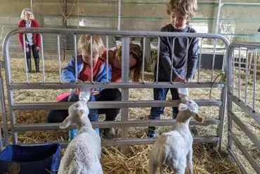 Feeding lambs
