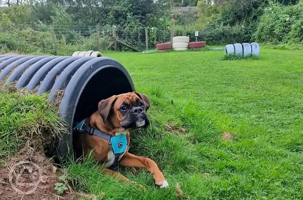 Doggy play park