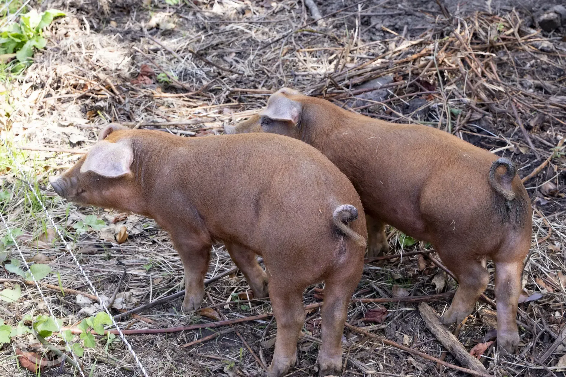 Pigs onsite