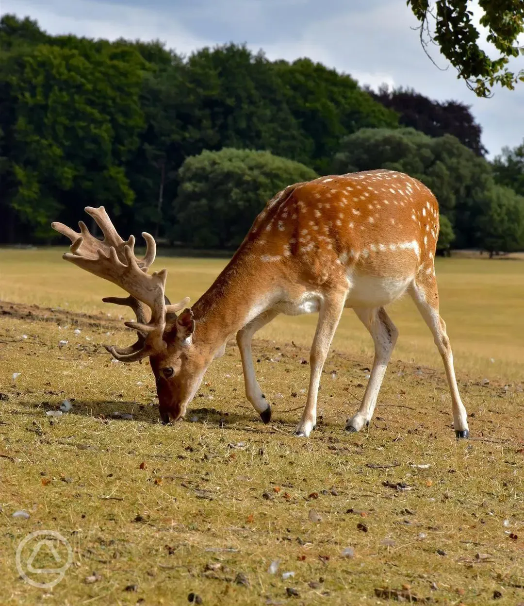 Deer around site