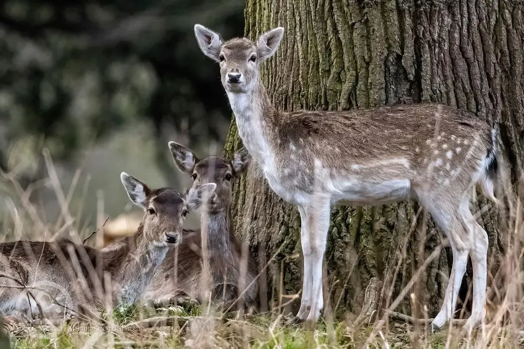 Deer around site