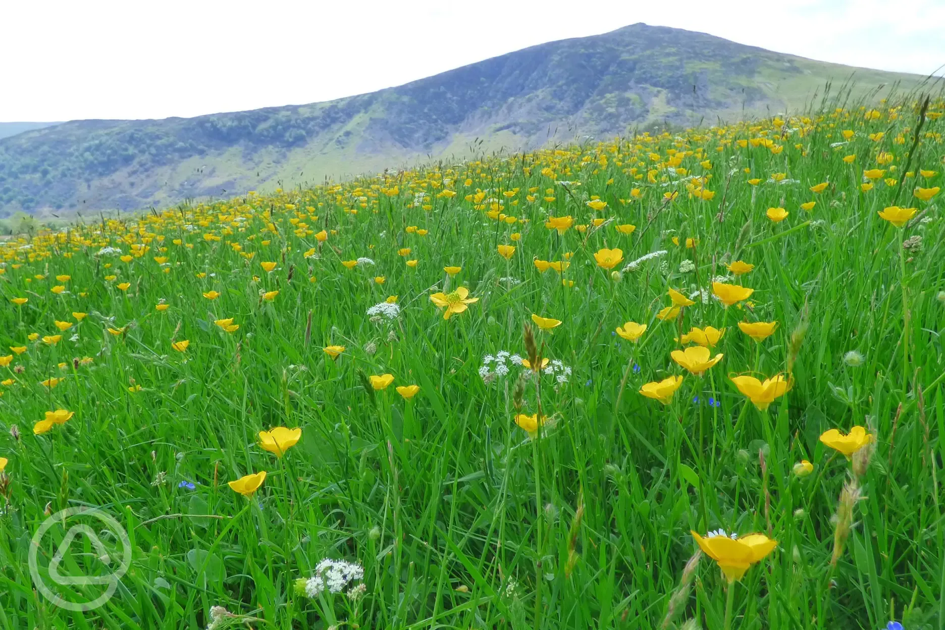Hay meadow with Carrock fell behind 