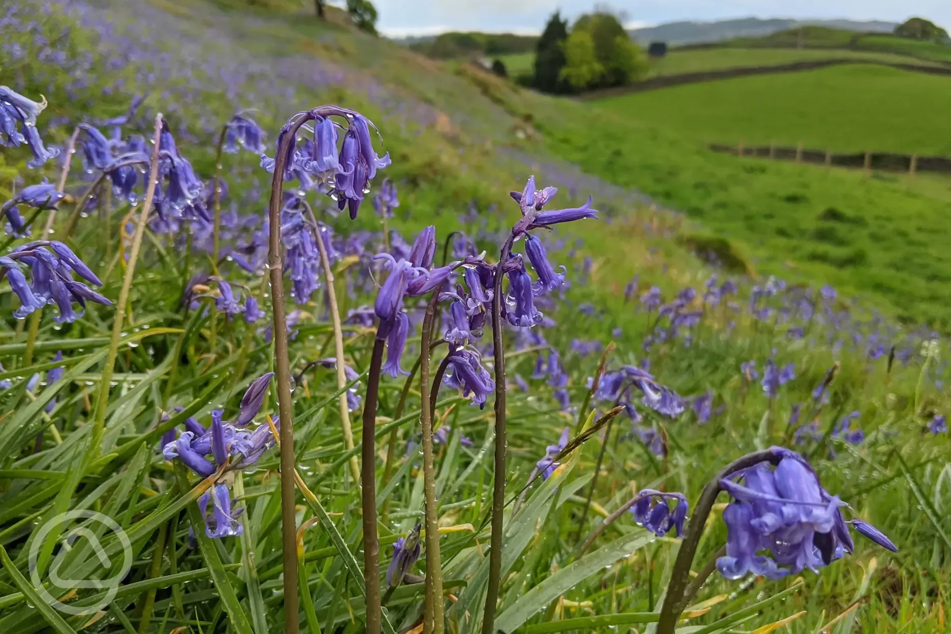 Bluebells