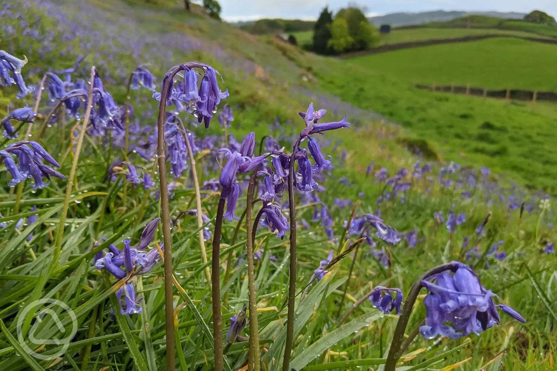 Native bluebells bloom all round the site 