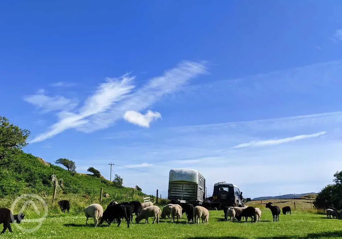 Hebridean ewes and lambs 