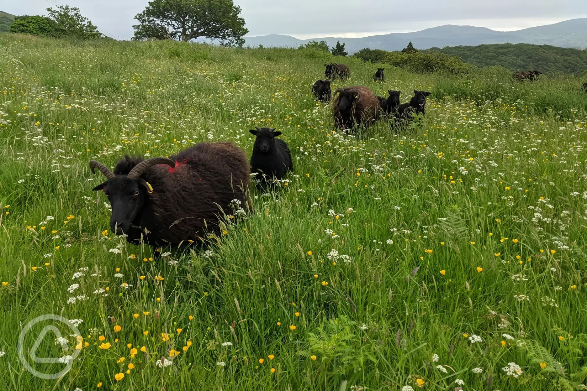 Hebridean ewes and lambs graze the site in summer 