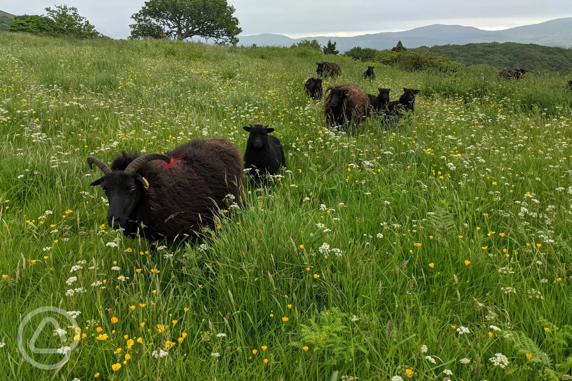 Hebridean ewes and lambs 