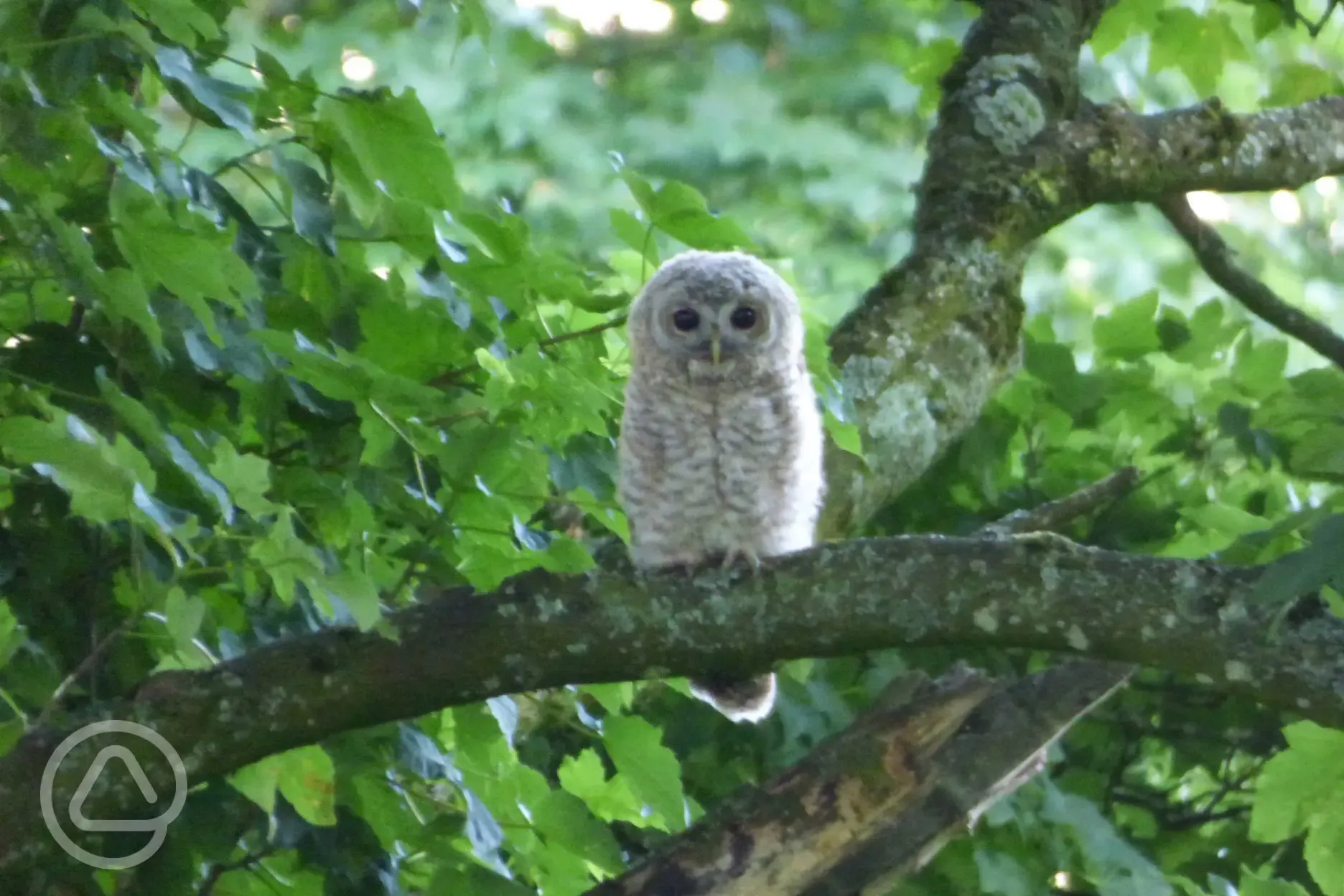 Tawny Owl Chick at Mosedale End Farm