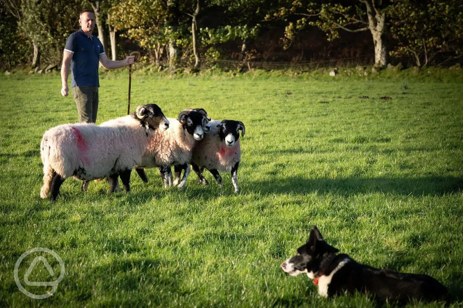 Working sheep farm