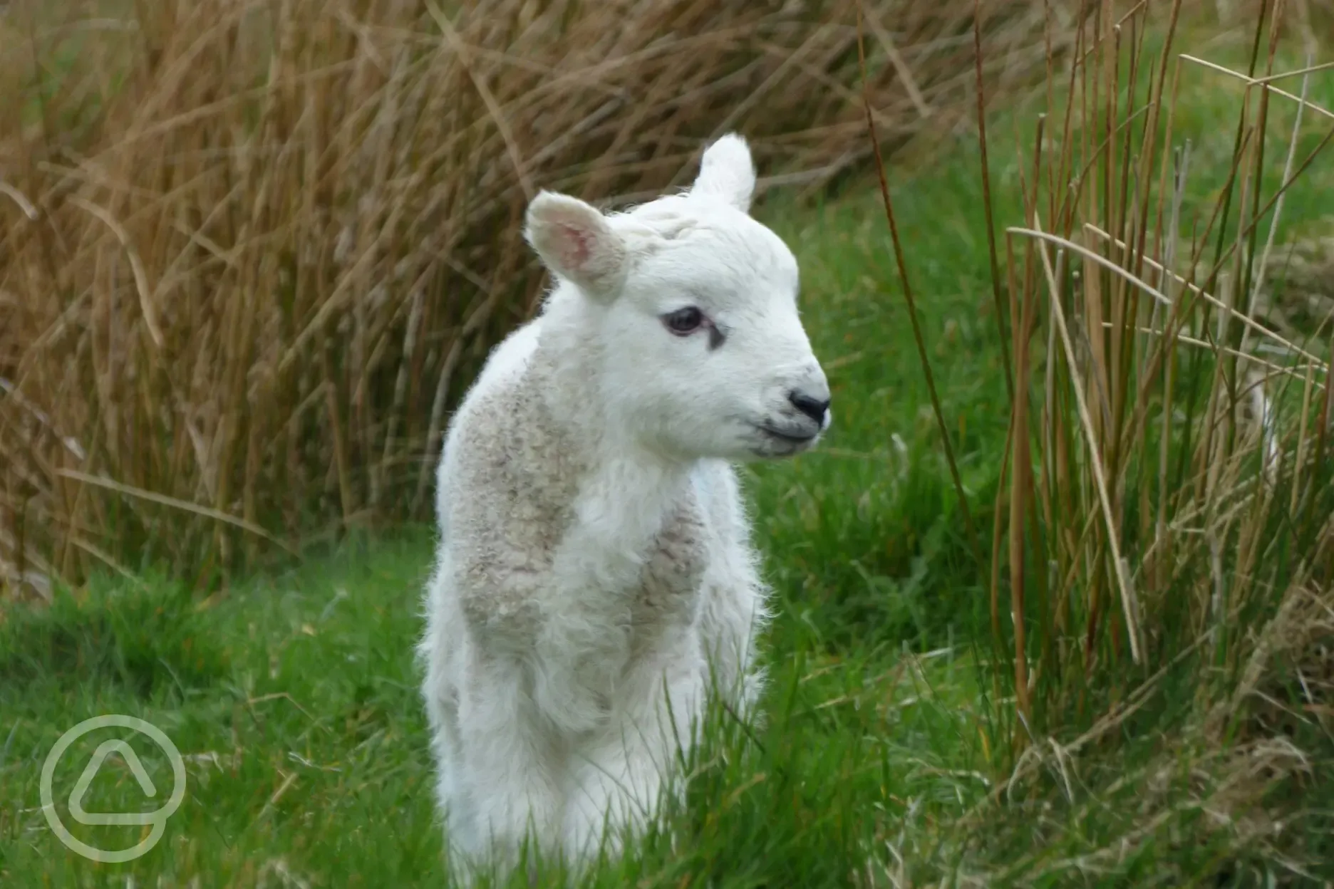 Working sheep farm