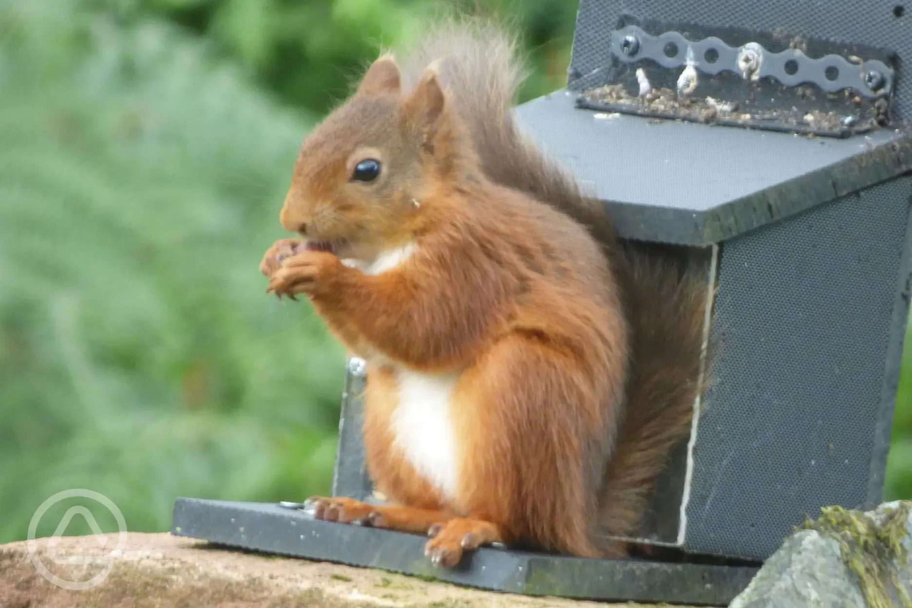 Red Squirrels at Mosedale End Farm