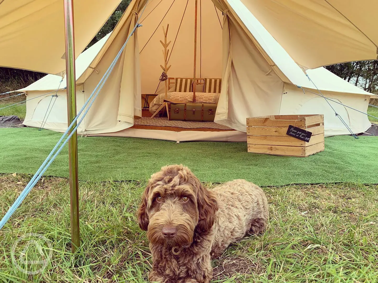 Bell tent and dog