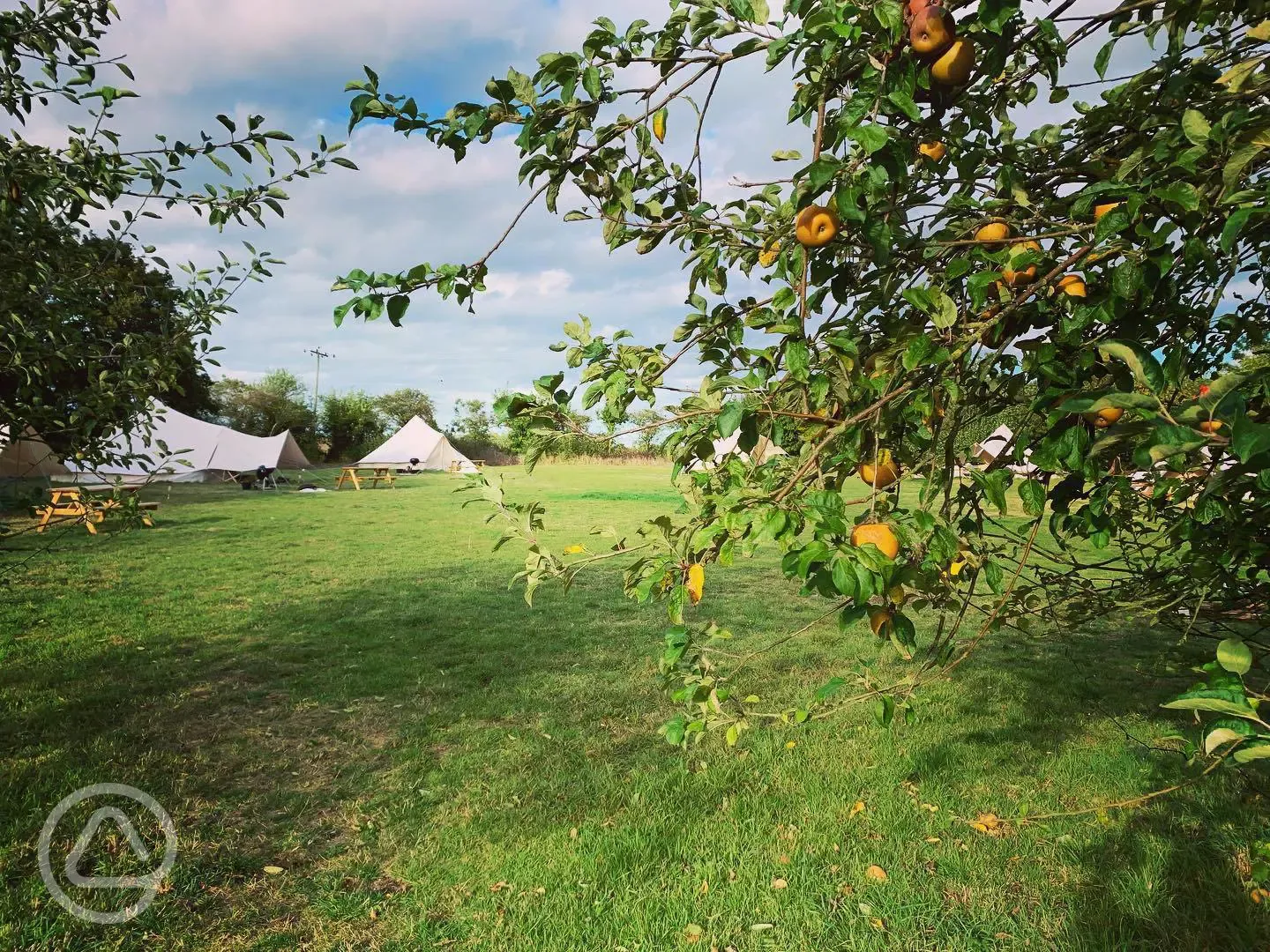 Bell tent through apple trees